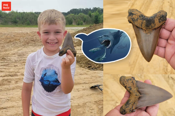Boy finds enormous tooth of prehistoric megatooth shark