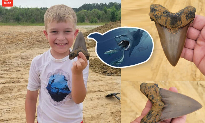 Boy finds enormous tooth of prehistoric megatooth shark