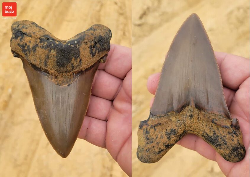 Prehistoric shark tooth
