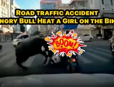 Road traffic accident Angry Bull Heat a Girl on the Bike