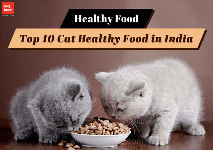 Top 10 Cat Food in India | Healthy Food Cat Food at Best Price