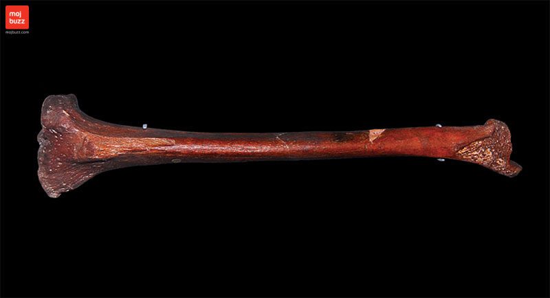 The oldest human ancestor in the world contains alien DNA!
