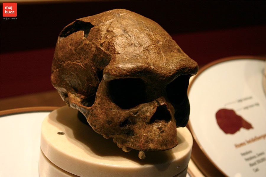 The oldest human ancestor in the world contains alien DNA!