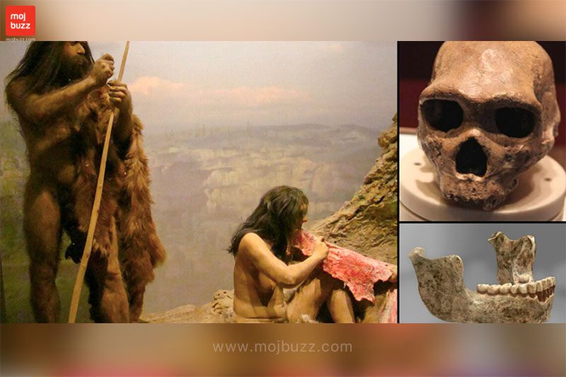 Human ancestor and their skull