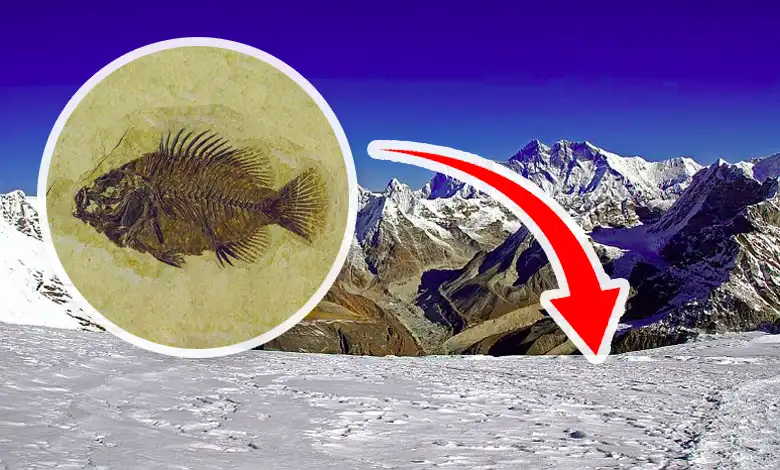 Fossil fish have been found in the high-altitude on the Himalayas!